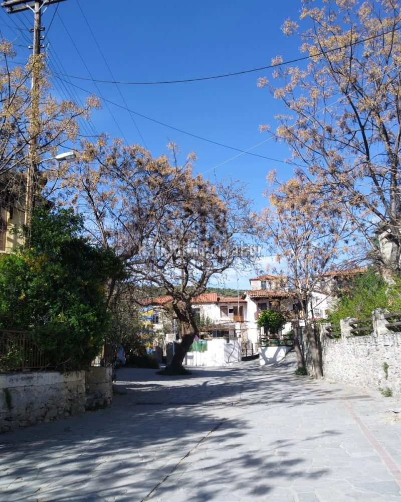nikiti-new-03
