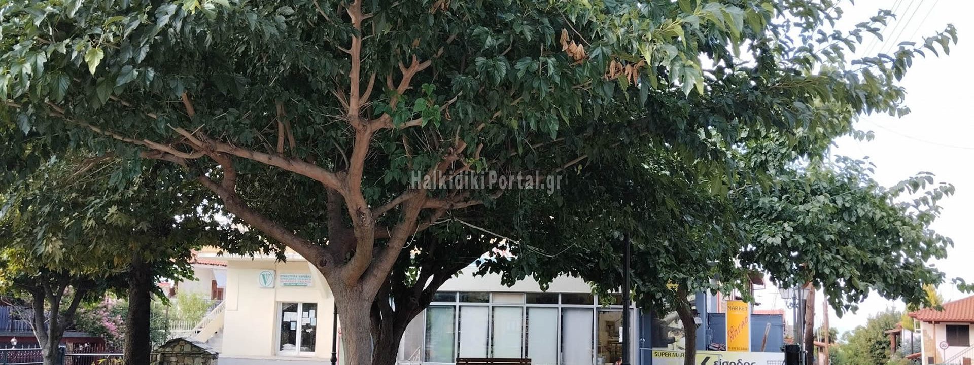 palaioxora-04